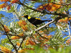 Sericulus chrysocephalus