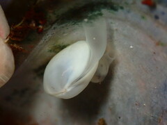 Kellia laperousii