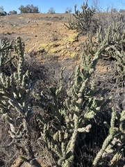 Cylindropuntia