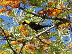 Sericulus chrysocephalus