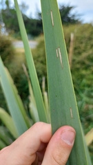 Orthoclydon praefectata