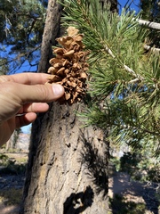 Pinus flexilis