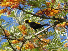 Sericulus chrysocephalus