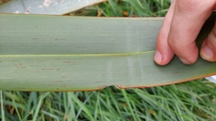 Ichneutica steropastis