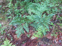 Pteridium latiusculum japonicum