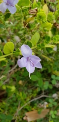 Barleria buxifolia