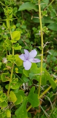 Barleria buxifolia