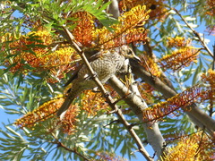 Sericulus chrysocephalus
