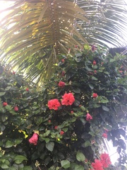 Hibiscus rosa-sinensis