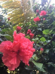 Hibiscus rosa-sinensis