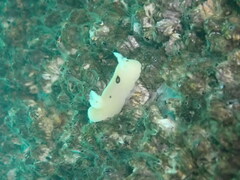 Diaulula sandiegensis