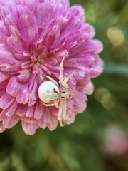 Zygometis xanthogaster