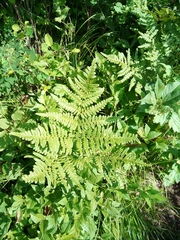 Pteridium latiusculum japonicum