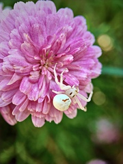 Zygometis xanthogaster