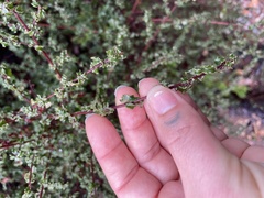 Ceanothus foliosus foliosus