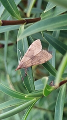 Uresiphita maorialis