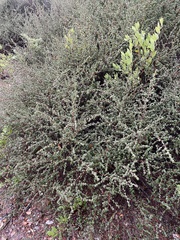 Ceanothus foliosus foliosus