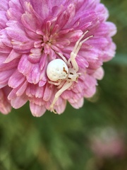 Zygometis xanthogaster