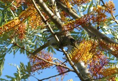 Sericulus chrysocephalus