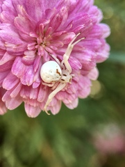 Zygometis xanthogaster