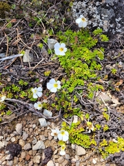 Ourisia caespitosa