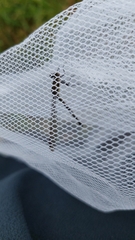 Austrolestes colensonis