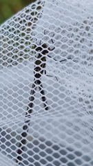 Austrolestes colensonis