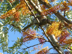 Sericulus chrysocephalus