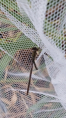Austrolestes colensonis
