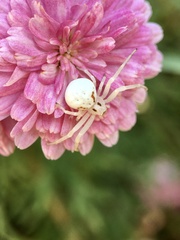 Zygometis xanthogaster