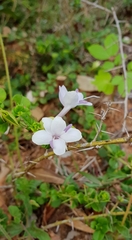 Barleria buxifolia