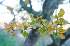 Quercus douglasii