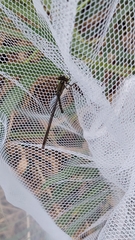 Austrolestes colensonis