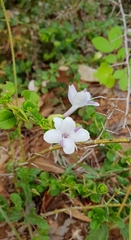 Barleria buxifolia