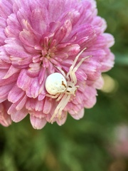 Zygometis xanthogaster