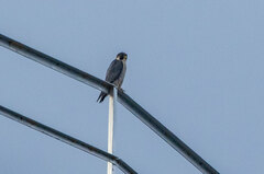 Falco peregrinus anatum