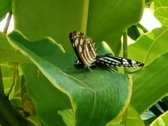 Phaedyma columella