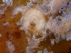Corambe pacifica