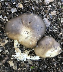 Clitocybe brunneocephala