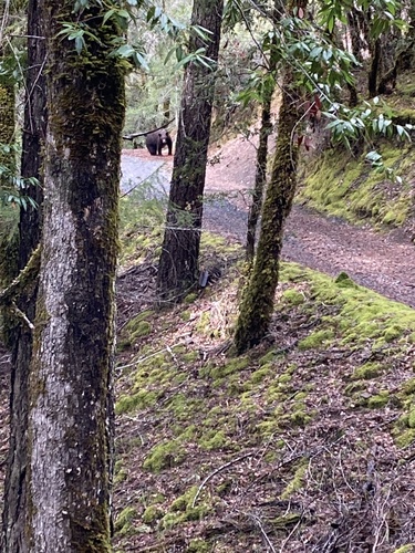 iNaturalist observation photo of American Black Bear
