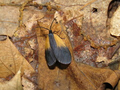 Pyromorpha dimidiata