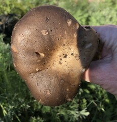 Clitocybe brunneocephala