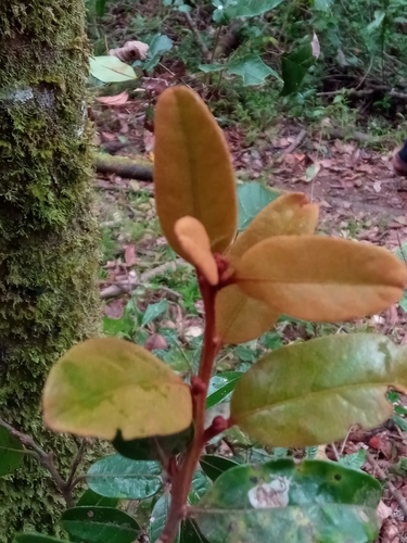 Cryptocarya crassifolia image