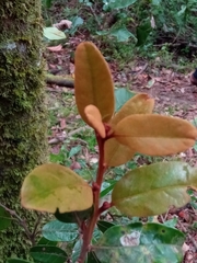 Cryptocarya crassifolia image