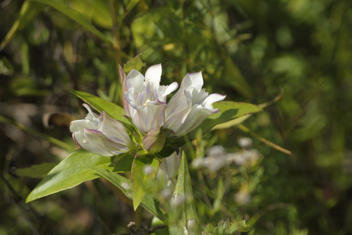 Gentiana X curtisii