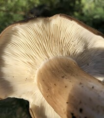 Clitocybe brunneocephala