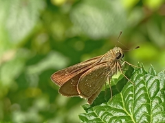 Pelopidas mathias