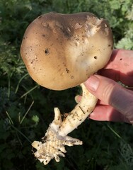 Clitocybe brunneocephala