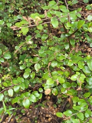 Nothofagus solandri