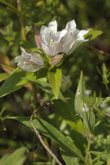 Gentiana × curtisii